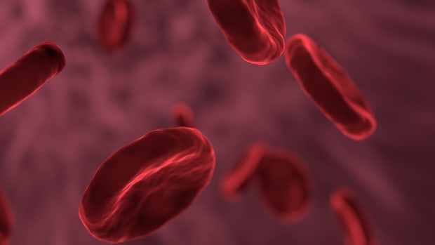 red-blood-cells-3188223