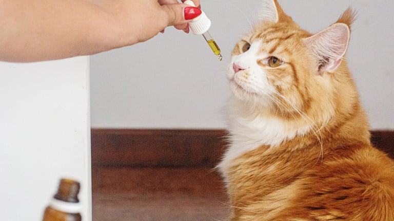 Salmon oil for top cats with kidney disease