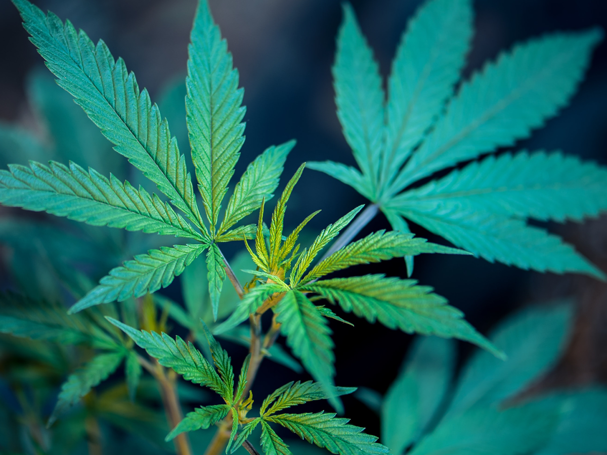 How Medical Marijuana Helps To Ease Cancer Treatment Side Effects -  Cancerconnect