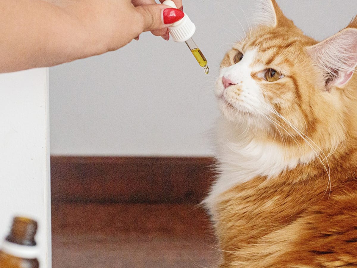 Salmon oil for cats with shop kidney disease