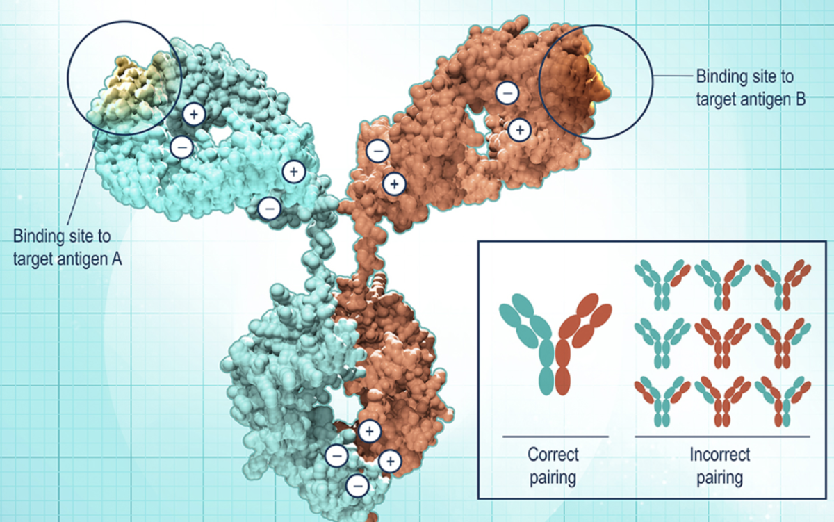 Are Bite Antibodies The Next Treatment For Egfr Nsclc Cancerconnect